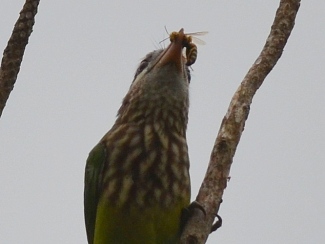 1White Cheeked Barbet with bee