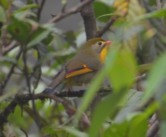 Red-billed Leiothrix or Pekin Robin, Gangtok