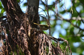 Common Tailor Bird - Gurgaon Birders - Tau Devilal Biodiversity Park