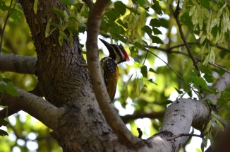 Black rumped Flameback - Gurgaon Birders - Tau Devilal Biodiversity Park