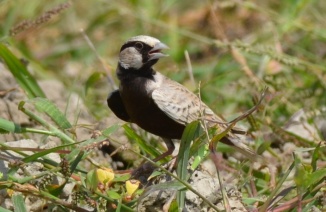 Ashy Crowned Sparrow Lark - Indian Homemaker