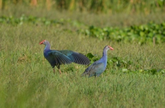 Purple Swamp Hen, 22 Sept 14, Basai