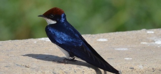 Wire tailed swallow, Basai Wetlands, Gurgaon