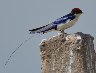 Wire tailed swallow, Basai Wetlands, Gurgaon, Gurgaon Birders